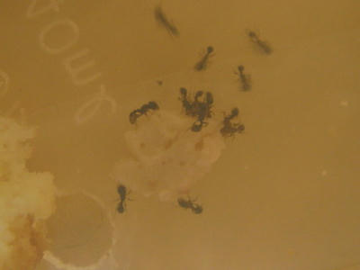 トビイロシワアリ