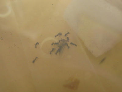 トビイロシワアリ