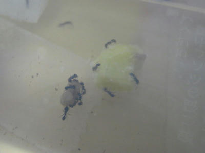 トビイロシワアリ