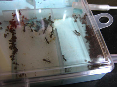 あっちこっちに茶葉