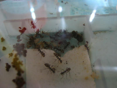 暖を取るクロヤマアリ