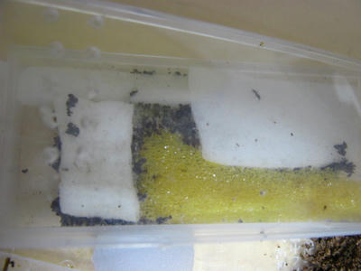 紅茶の香りがしそうな巣