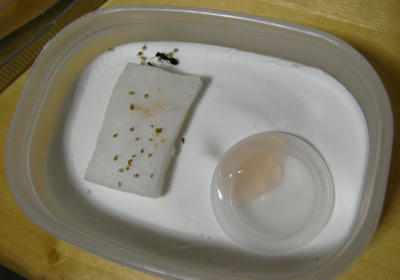 トビイロシワアリ