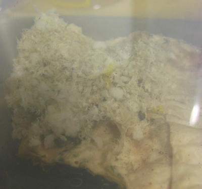 クロヤマアリの巣？