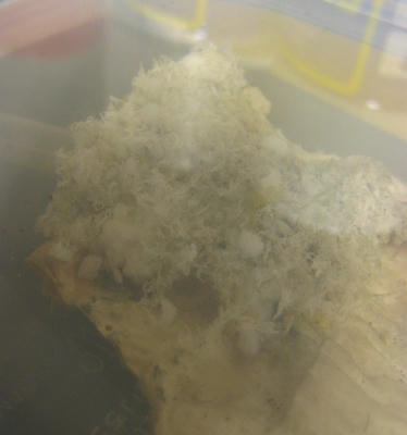 クロヤマアリの巣？