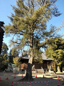 若宮八幡社イヌマキ