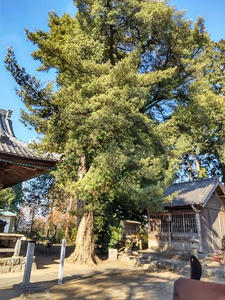 若宮八幡社イヌマキ