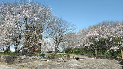 伊奈城趾公園20250409