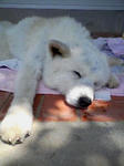 キリだよ～　もう寝るョ・・・zzzZ