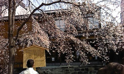 sakura.jpg