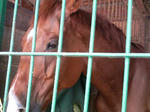 馬