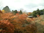 東福寺の紅葉