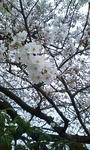今中桜