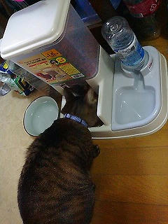 食事中