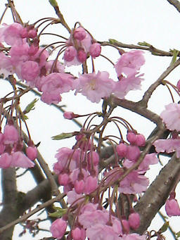hanami.jpg