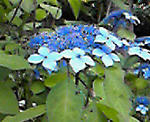 090602a.jpg