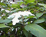 090602b.jpg