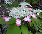 090602c.jpg