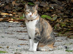20200306f.JPG