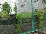 20200609b.JPG