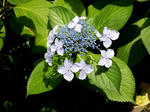 20200714f.JPG