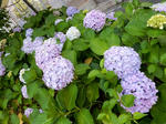 20200716g.JPG