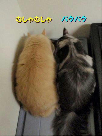 334f33b6.jpeg