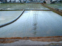 田