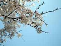 去年の桜