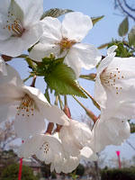 桜