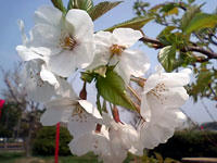 桜