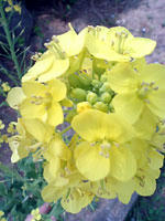 菜の花