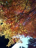 紅葉