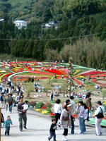 チューリップ園