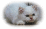 Leonn.gif