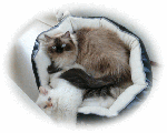 image.gif