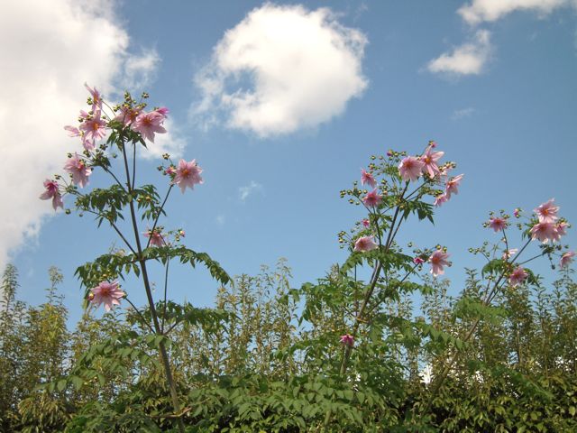 皇帝ダリア
