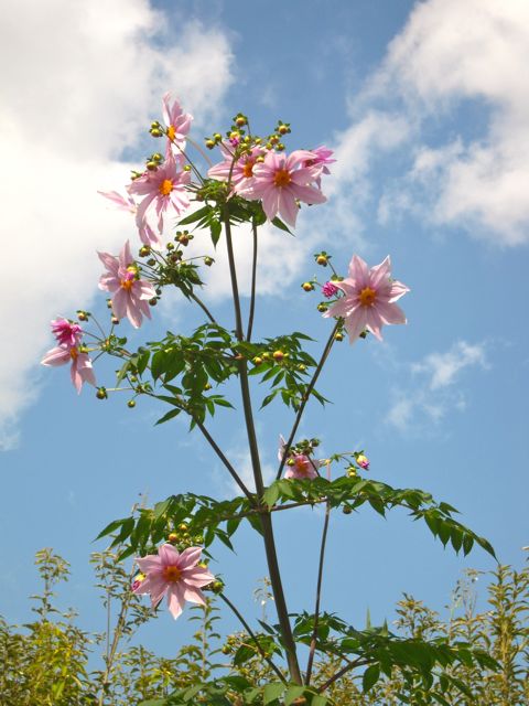 皇帝ダリア