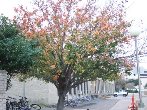 紅葉