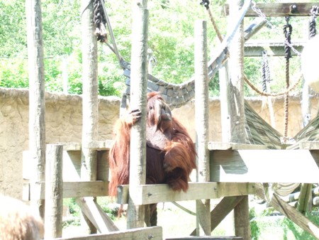 オランウータン