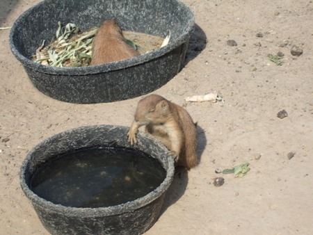 Prairie Dog