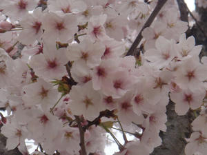 DSC00609.JPG