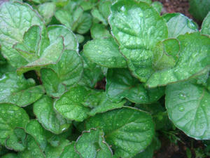 DSC00624.JPG