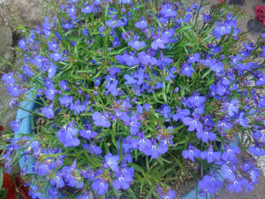 DSC00815.JPG