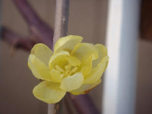 DSC03343.JPG