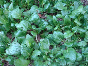 DSC03353.JPG