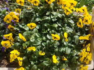 DSC03349.JPG