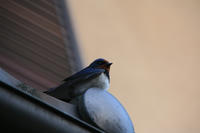 IMG_9556_R_R_R.jpg