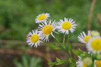 DSC00709.JPG