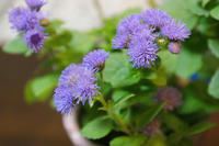 DSC09335.JPG